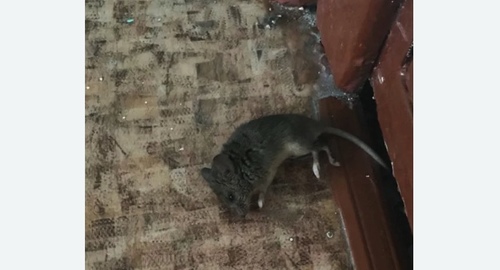 Дезинфекция от мышей в Головинском районе Москвы
