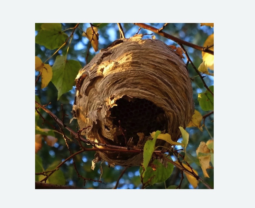 Обработка от шершней в Головинском районе Москвы