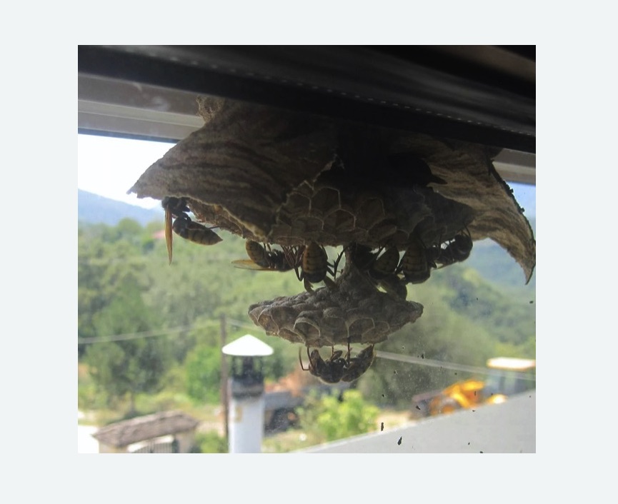 Уничтожение гнёзд шершней в Головинском районе Москвы