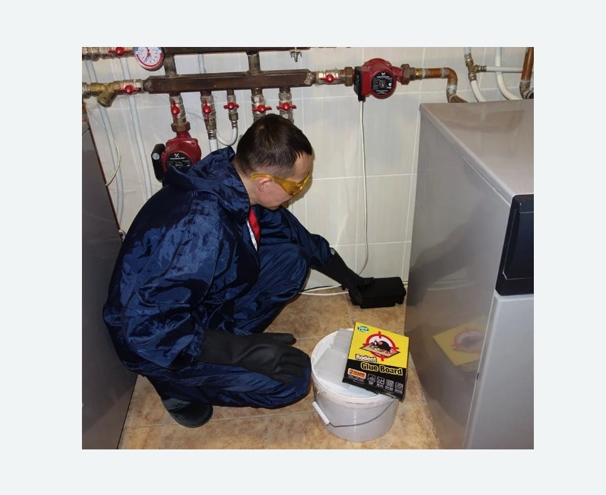 Уничтожение крыс в Головинском районе Москвы