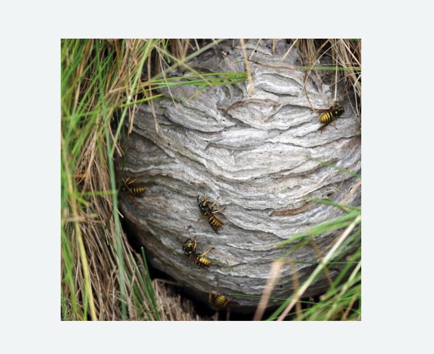 Уничтожение ос и ульев в Головинском районе Москвы